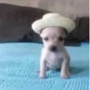 ملصق