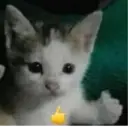 ملصق