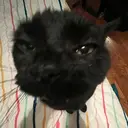 ملصق