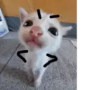 ملصق