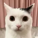 ملصق