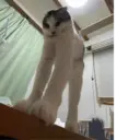 ملصق