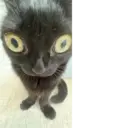 ملصق