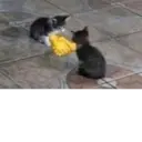 ملصق