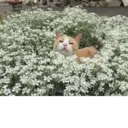 ملصق