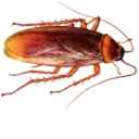 Çıkartma