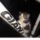 ملصق