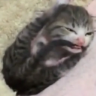 ملصق