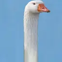 Çıkartma