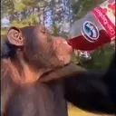 ملصق