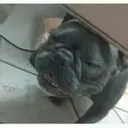 ملصق