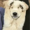 Çıkartma