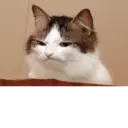 ملصق
