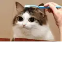 ملصق