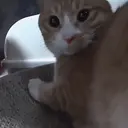 ملصق