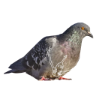 Çıkartma