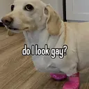 ملصق
