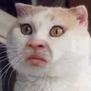 ملصق