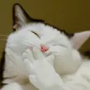 ملصق