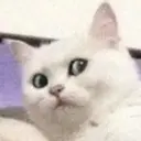 ملصق