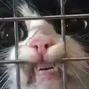 ملصق