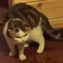 ملصق