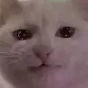 ملصق