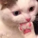 ملصق