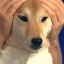 ملصق