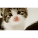 Çıkartma