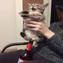ملصق