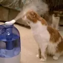 ملصق