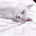 ملصق