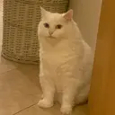 ملصق