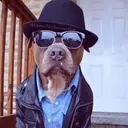 ملصق