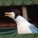 ملصق