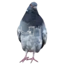 Çıkartma