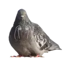 Çıkartma