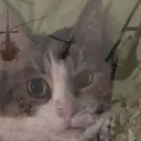 ملصق
