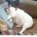 ملصق