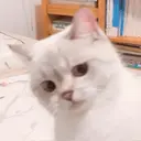 ملصق