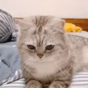 ملصق