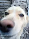ملصق