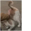 ملصق