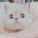 ملصق