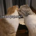ملصق