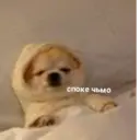 ملصق