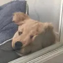 ملصق