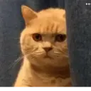 ملصق