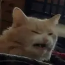 ملصق